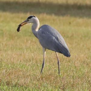 Grey Heron