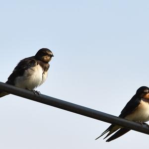 Barn Swallow