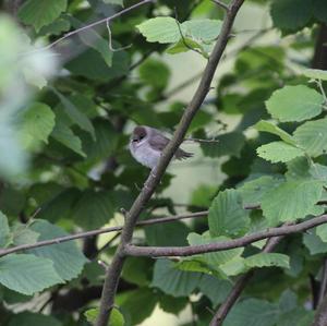 Blackcap