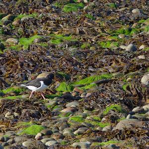 Eurasian Oystercatcher