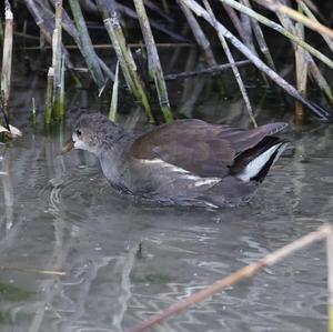 Common Moorhen