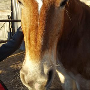 Haflinger