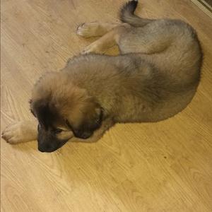 Caucasian Shepherd Dog