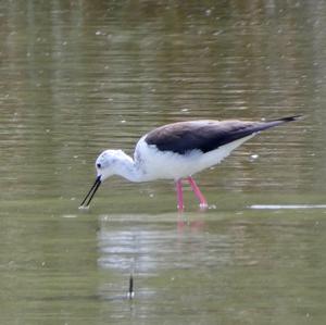 Black-winged Stilt