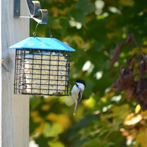 Black-capped Chickadee