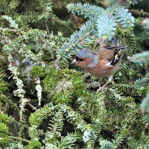 Eurasian Chaffinch