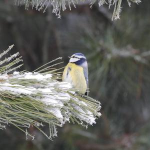 Blue Tit