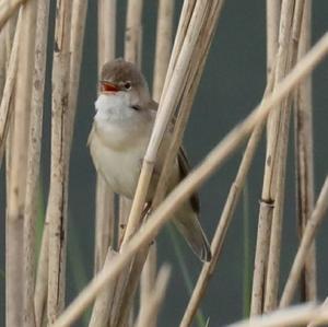 Eurasian Reed-warbler