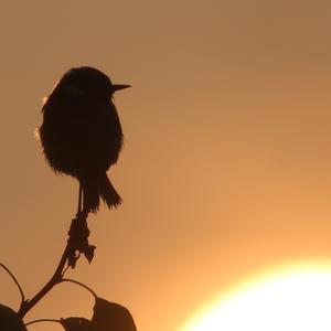 European stonechat