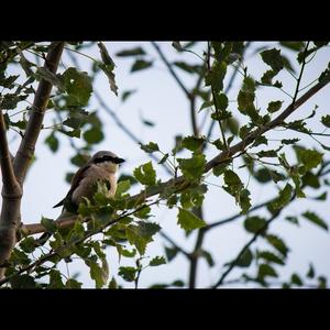 Red-backed Shrike