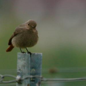 Common Redstart