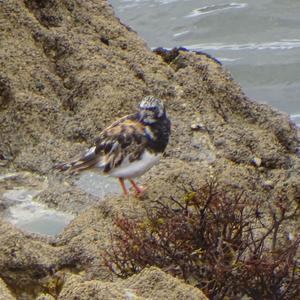 Ruddy Turnstone