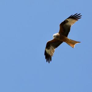 Red Kite