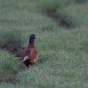 Common Pheasant