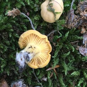 Chanterelle, Common