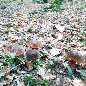 Dotted-stem Bolete