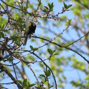 Great Tit