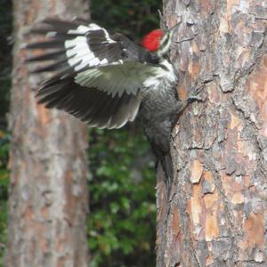 Pileated Woodpecker