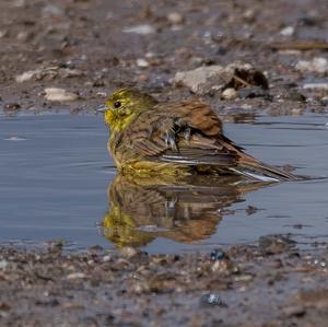 Yellowhammer