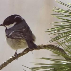 Coal Tit