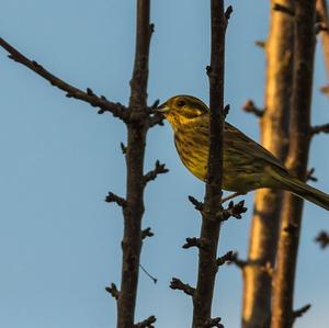 Yellowhammer