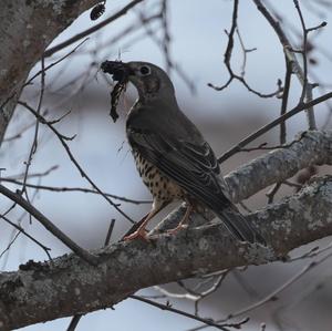 Mistle Thrush