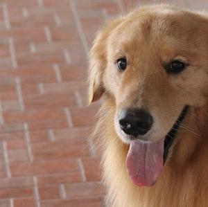 Retriever (Golden)