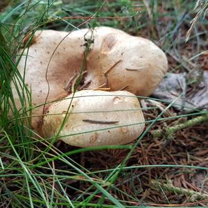 Poison Paxillus