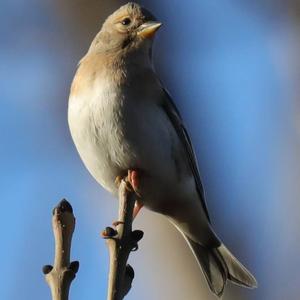 Brambling