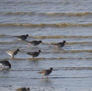 Common Redshank