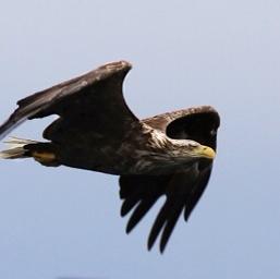 White-tailed Eagle