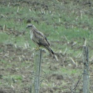 Common Buzzard