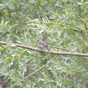 Blackcap