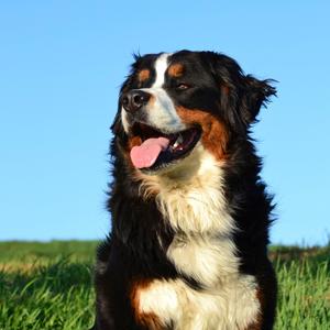 Bernese Mountain Dog