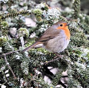 European Robin