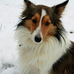 Shetland Sheepdog