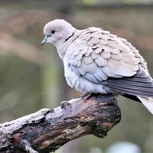 Eurasian Collared-dove