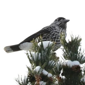 Spotted Nutcracker