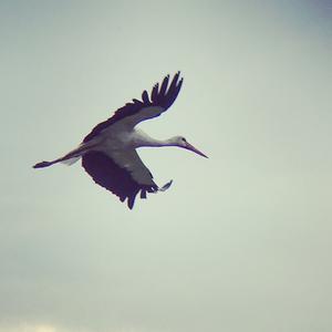 White Stork