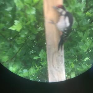 Great Spotted Woodpecker