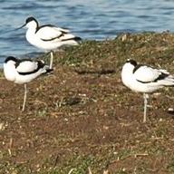 Pied Avocet