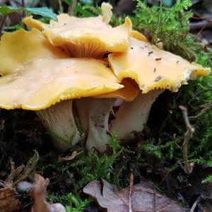 Chanterelle, Common