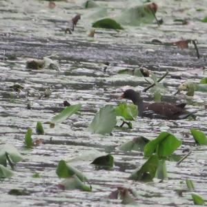 Common Moorhen