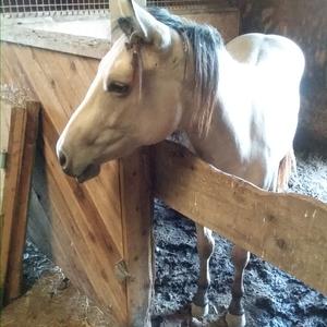 American Quarter Horse