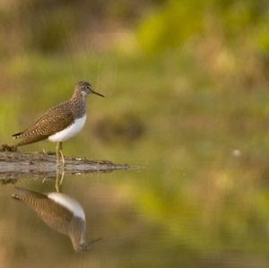 Green Sandpiper