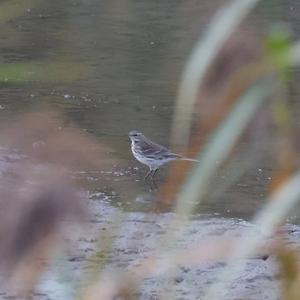 Water Pipit