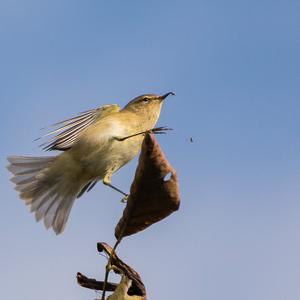 Common Chiffchaff