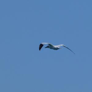 Northern Gannet