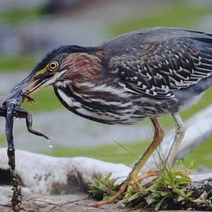 Green Heron