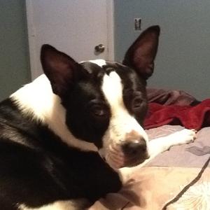 Unknown Breed